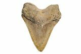 Fossil Megalodon Tooth - North Carolina #201941-2